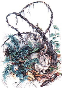 Painting with Colored Pencils, with Barbara Krans Jenkins