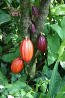 cocoa pods