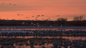 Steve Gadol: Bosque del Apache