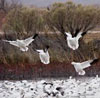 Steve Gadol: Bosque del Apache