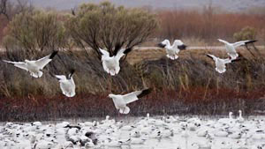 Steve Gadol: Bosque del Apache