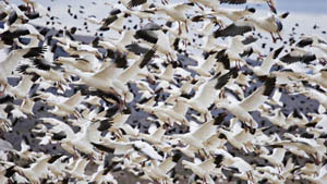 Steve Gadol: Bosque del Apache