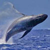Whale photo, by Siegfried Matull