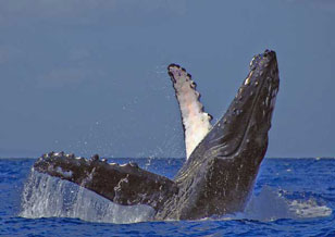 Whale photo, by Siegfried Matull