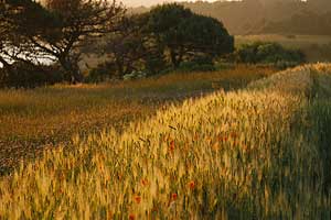 Barbara Pratt: Photography