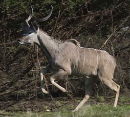 greater kudu