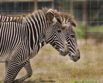 Grevy's zebra