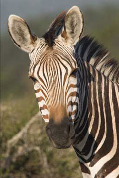 Hartmann Mountain zebra