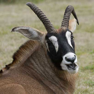Roan antelope