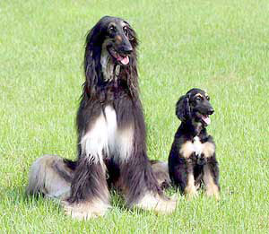 DNA: Darwin, Diversity, Destiny