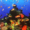 Diving Komodo Island