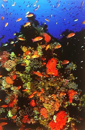 Diving Komodo Island