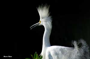 Rozanna Rapozo: Bad Hair Day