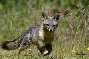 Rozanna Rapozo: Foxy Lady