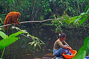 Red-faced Monkey Watching Washing (Iquitos, Peru) - photo by Richard Skidmore