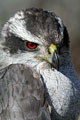 raptor