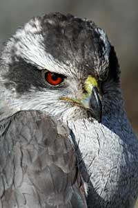 raptor