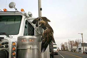 raptor