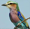 Birding and Unrivaled Game Watching in Southern Africa
