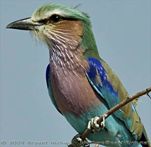 Birding and Unrivaled Game Watching in Southern Africa