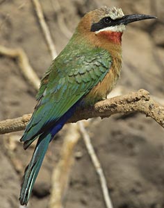Birding and Unrivaled Game Watching in Southern Africa
