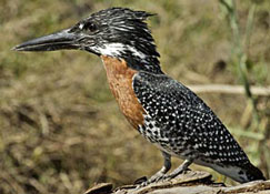 Birding and Unrivaled Game Watching in Southern Africa