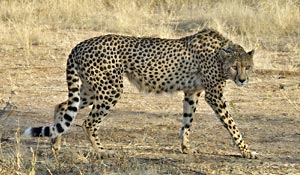 Birding and Unrivaled Game Watching in Southern Africa
