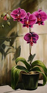 Kathy Stock, Magenta Phalaenopsis
