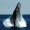 Whale watching, Doug Thompson