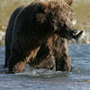 Grizzly Bear