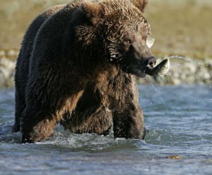 Grizzly Bear
