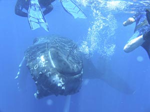 Humpback Whale