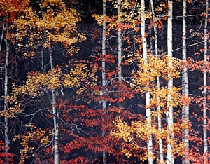 Steve Gadol - Fall Color