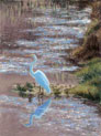 Tim Brody: Great White Heron