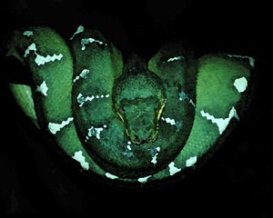snake