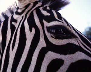 zebra