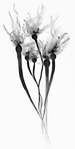 Jeanne Gadol, Kelp