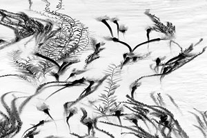 Jeanne Gadol, Sea plants