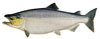 chinook salmon