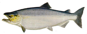 chinook salmon