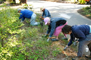 Gualala Arts Center Beautification Day