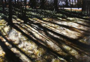 Waiting for Trilliums by Caesar Citraro