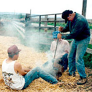 Ranching in Colorado