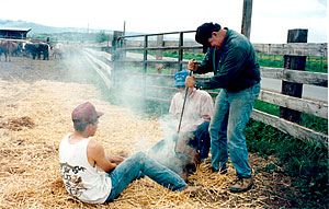 Ranching in Colorado