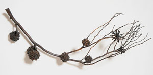 Deborah Caperton, Large Eucalyptus Branch