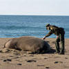 Marine Mammals