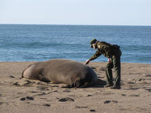 Marine Mammals