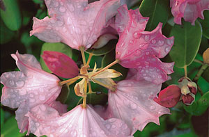 Julie Jaycox, Circled Rhodo Blossoms