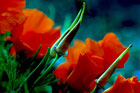 Julie Jaycox, Poppy Cones
