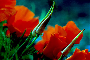 Julie Jaycox, Poppy Cones
